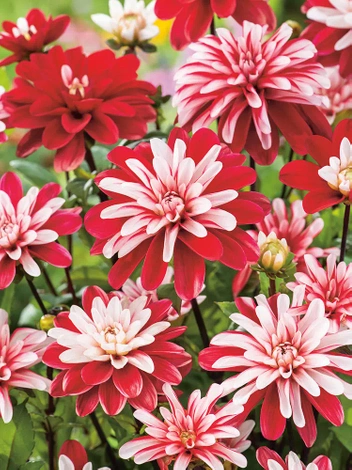 Dalia (Dahlia) 'Pacific Time'