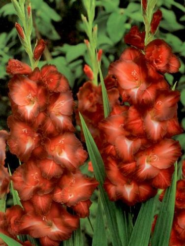 Mieczyk (Gladiolus) Chocolate