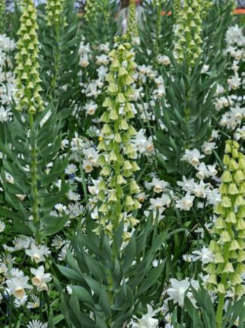 Szachownica (Fritillaria) Persica Ivory Bells