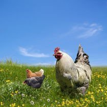 Dr Ogrodnik - Obornik Granulowany Kurzy 5L