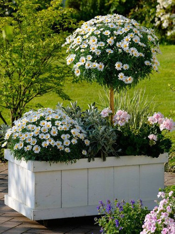 Margerytka Drzewko w Doniczce 80 - 90 cm wysokości HIT