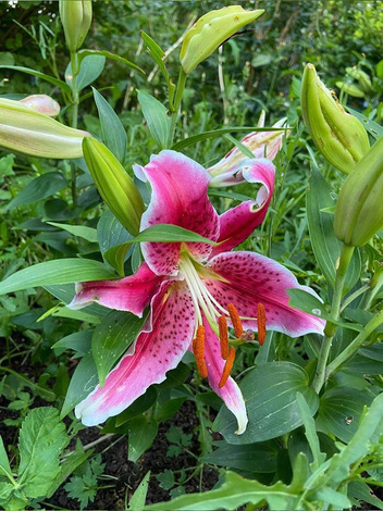 MEGAPAKA Lilia (Lilium) Stargazer