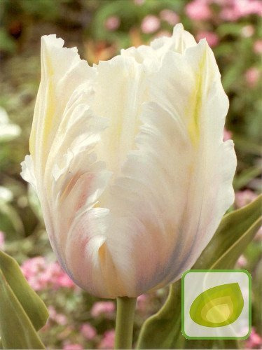 Tulipan Parrot Inzell