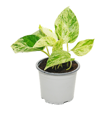 Epipremnum Marble (Epipremnum Pinnatum Marble Variegted)