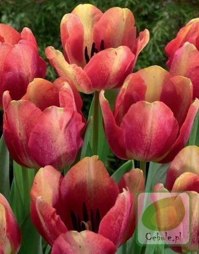 Tulipan Colour Mystique 11/+