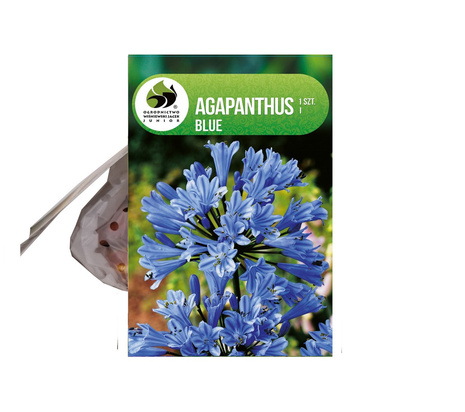 Agapant (Agapanthus) 'Blue' 1 szt.