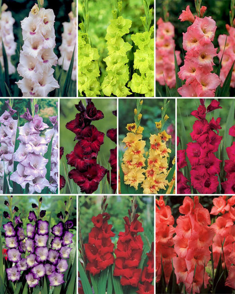 MEGA Zestaw Mieczyki 2