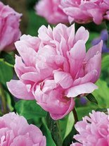 Piwonia (Paeonia) 'Candy Stripe'