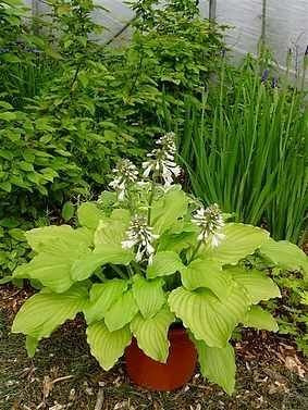 Funkia (Hosta) Honeybells