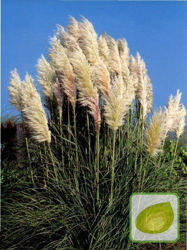 Nasiona Trawy Pampasowej Białej -Cortaderia Selloana