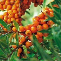 Rokitnik zwyczajny (Hippophae rhamnoides) ŻEŃSKI - Owocujące Sadzonki