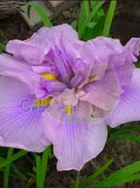 Irys Ensata Prima Ballerina