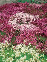 Nasiona Skalnica - Saxifraga