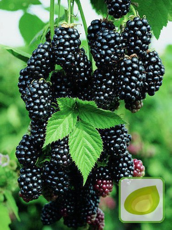 Zestaw Krzewy Owocowe