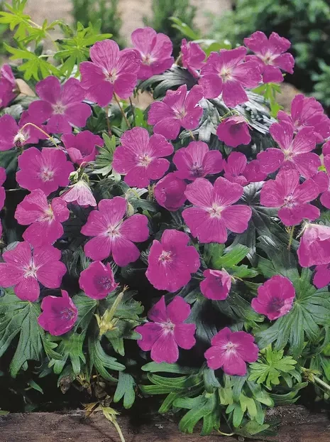 Bodziszek krwisty (Geranium sanguineum)