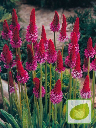 Pierwiosnek (Primula) Vialli