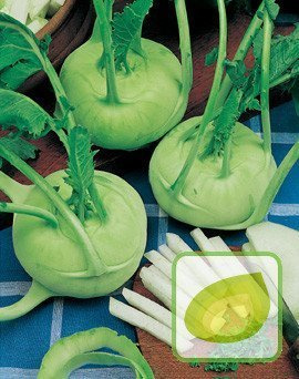 Nasiona Kalarepa Delikates Weisser