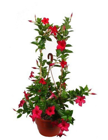 Sundaville/Dipladenia w Doniczce – Kwitnąca Sadzonka 80 cm wysokości