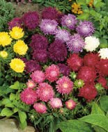 Nasiona Aster Książęcy Mix.