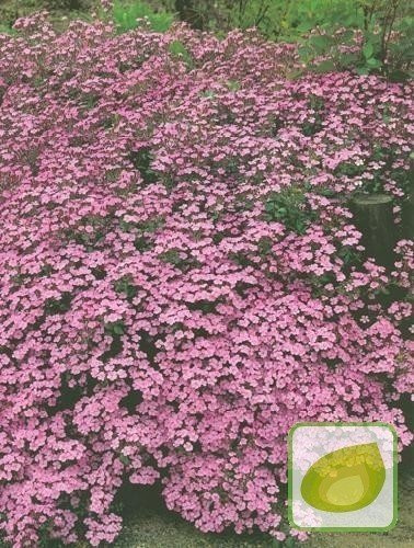 Mydlnica (Saponaria) Ocymoides