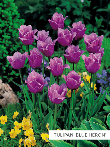 Kolekcja Niezwykłe Tulipany Fioletowe 25 szt.