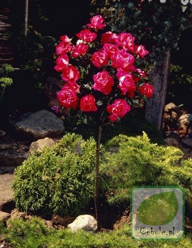 Róża Drzewko w Doniczce 1 szt.