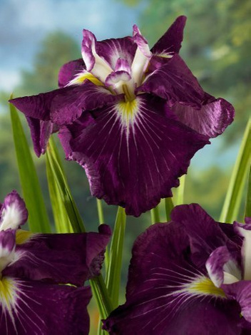 Zestaw Kosaćce Japońskie