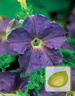Nasiona Petunia Wielkokwiatowa Niebieska