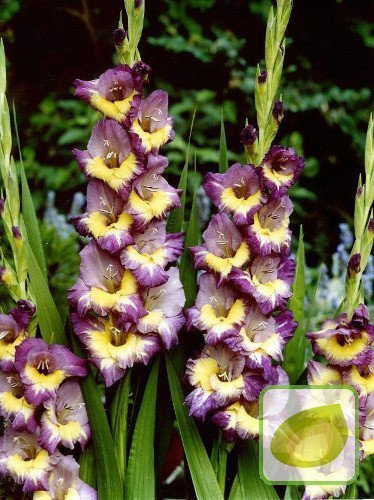 Mieczyk (Gladiolus) Dynamite