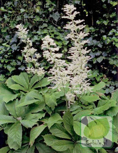 Rodgersja (Rodgersia) Aesculifolia
