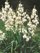 Juka karolińska (Yucca filamentosa)