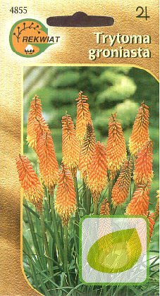 Nasiona Trytoma - Kniphofia