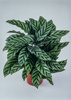 Kalatea Freddie (Calathea concinna Freddie)