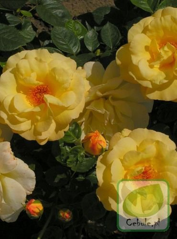 Róża (Rosa) Arthur Bell