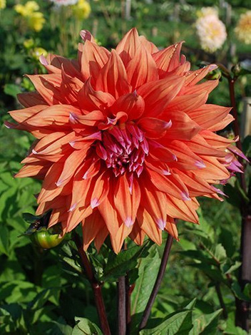 Dalia (Dahlia) 'Color Spectacle'