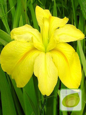 Zestaw Kosaćców Louisiana