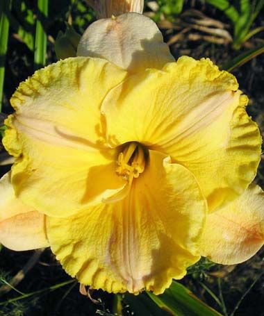 Liliowiec (Hemerocallis) Childhood Treasyre