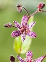 Trójsklepka (Tricyrtis formosana)