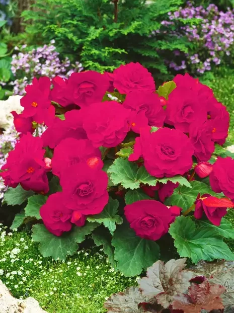 Begonia (Begonia) 'Camelia' 1 szt.