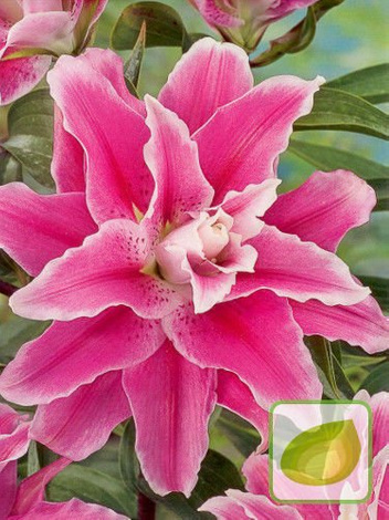 Zestaw Ekskluzywne Lilie Orientalne Pełne