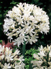 Agapant (Agapanthus) 'Albus' 1 szt.