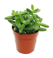 Delosperma Jeżowata (Delosperma Echinatum)