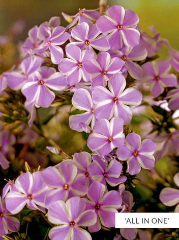 Zestaw Floksy Dwubarwne