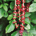 Cytryniec Chiński (Schisandra Chinensis)