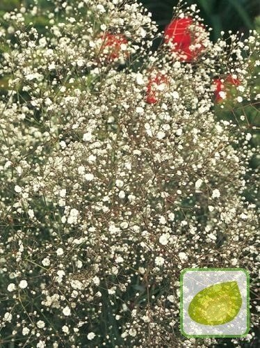 Gipsówka (Gypsophylla) White