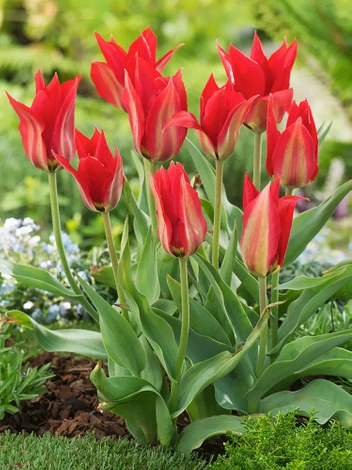 Tulipan Botaniczny (Tulipa) 'Eichleri' 5 szt