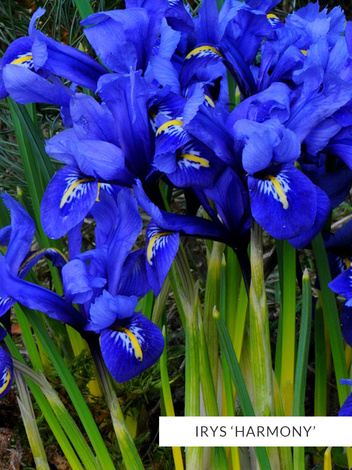 Zestaw Irysy Drobne 2 | 50 szt.