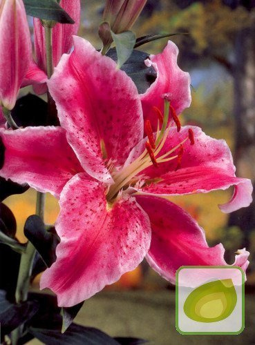 Lilia (Lilium) Stargazer