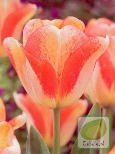 Tulipan Tequila Sunrise 11/12 .