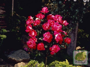 Róża Drzewko w Doniczce 3 szt.